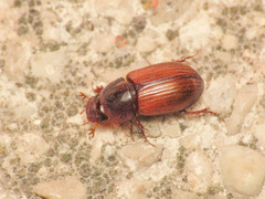 Bodilopsis rufa