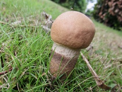Leccinum duriusculum