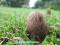 Leccinum duriusculum