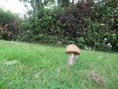 Leccinum duriusculum