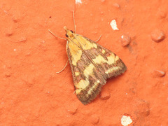 Pyrausta ostrinalis