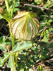Hibiscus trionum