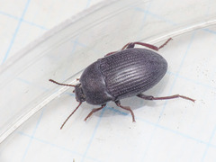 Colpotus strigosus