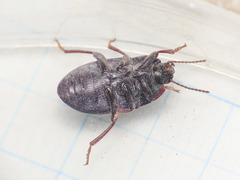 Colpotus strigosus