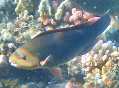 Chlorurus