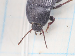Colpotus strigosus