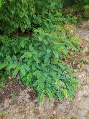 Robinia pseudoacacia