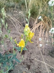 Linaria genistifolia
