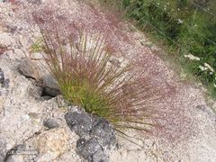 Agrostis delicatula