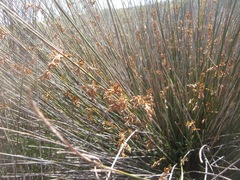 Thamnochortus erectus