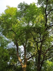 Robinia pseudoacacia