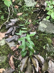 Hieracium paniculatum