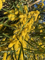 Acacia acuminata