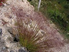 Agrostis delicatula