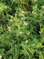 Securigera varia
