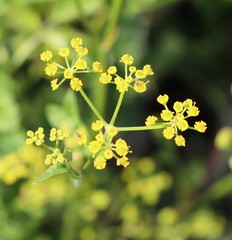 Bupleurum falcatum
