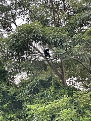 Alouatta palliata