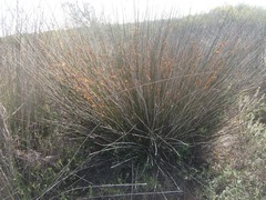 Thamnochortus erectus