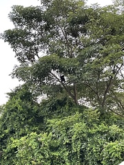 Alouatta palliata