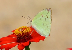 Aphrissa statira statira