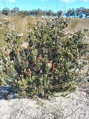 Trichocephalus stipularis