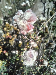 Trichocephalus stipularis