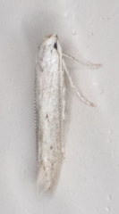 Haplochrois bipunctella