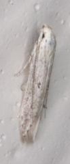 Haplochrois bipunctella