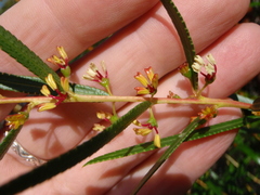 Empleurum unicapsulare