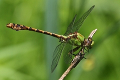 Ophiogomphus rupinsulensis