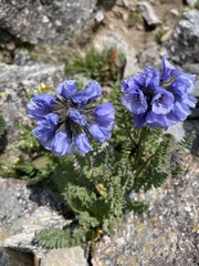 Polemonium confertum