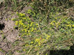 Thymelaea coridifolia