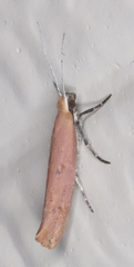 Ypsolopha ochrella