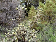 Cylindropuntia whipplei
