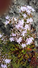 Limonium scabrum