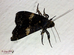 Hydrillodes gravatalis