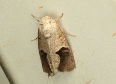 Miaromima coelisigna