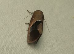 Miaromima cornucopia