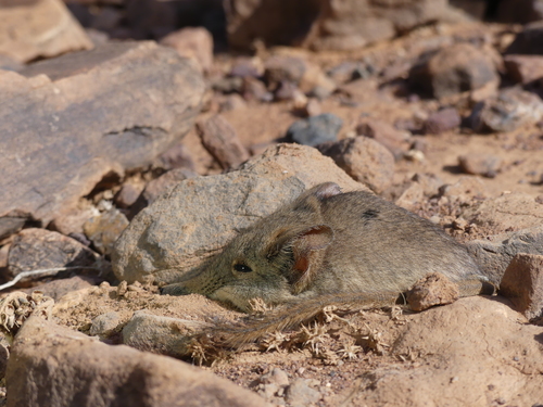 North African Elephant Shrew