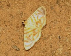 Dichocrocis pyrrhalis