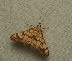 Nosophora