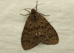 Olepa ricini