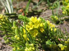Thymelaea coridifolia