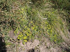 Thymelaea coridifolia