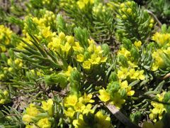 Thymelaea coridifolia