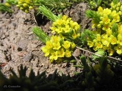 Thymelaea coridifolia