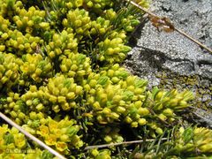 Thymelaea coridifolia