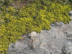 Thymelaea coridifolia