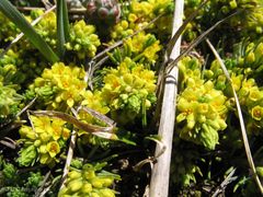 Thymelaea coridifolia