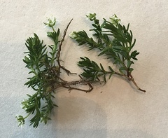 Moehringia ciliata